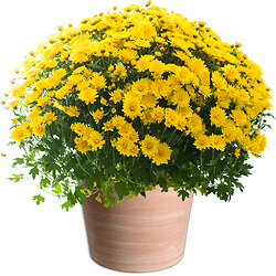 Bouquet Crisantemi gialli