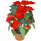 Weihnachtsterne