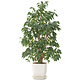Plantes d'int�rieur  en pot