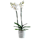Weisse Orchideen-Zweig im Topf