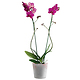 Orchid�e rose, 2 branches en pot
