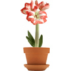 Amaryllis en pot
