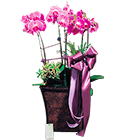 Branches d'Orchid�e rose en pot