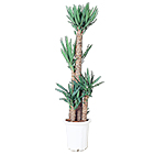 Plante verte