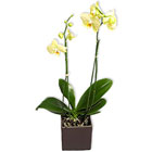 Orchid�e