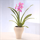 Orchidee Pflanze rosa