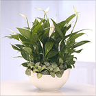 Composition de plantes