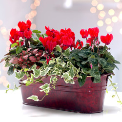 bouquet