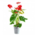 Anthurium rossa in vaso