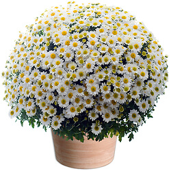 Bouquet White Chrysanthemums