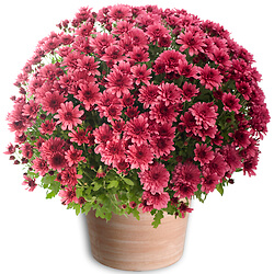 Bouquet Purple Chrysanthemums