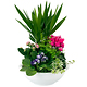 Composition de plantes
