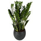 Zamioculcas Pflanze