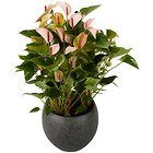 Pianta di Anthurium