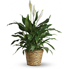 Elegante Spathiphyllum