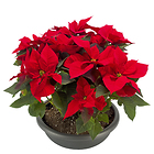Etoile de Noël rouge