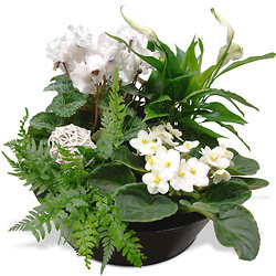 Zen Garden arrangement