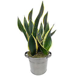 Potted Sanseveria