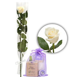 White rose with gift bag
