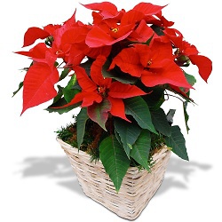 Bouquet L?affascinante Stella di Natale