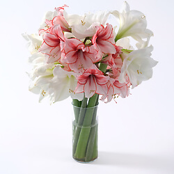 Bouquet White