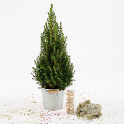 Bouquet Abete e kit decorazione