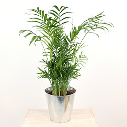 Strauss Chamaedorea Elegans