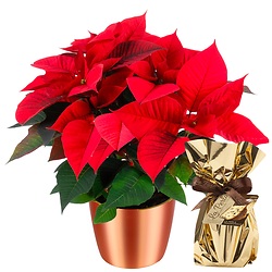 Bouquet Étoile de Noël