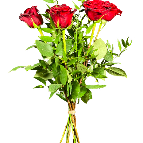 5 rote Rosen ausgarniert