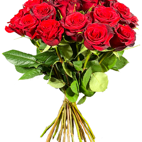 24 Stück rote Rosen
