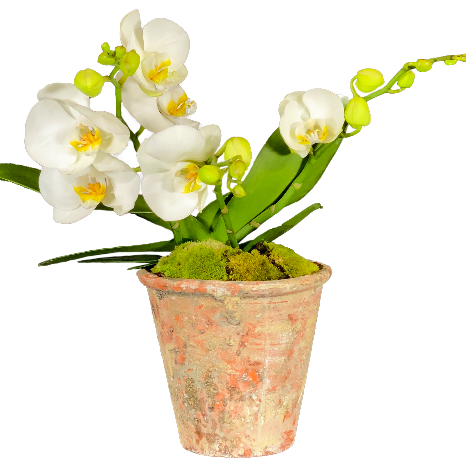 Weisse Orchidee (Phalaenopsis) mit Gefäss