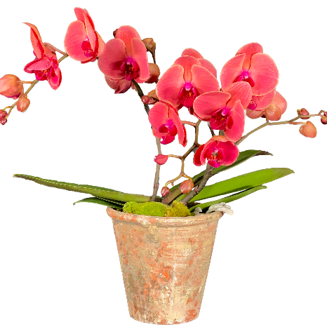 Pinke Orchidee (Phalaenopsis) im Gefäss