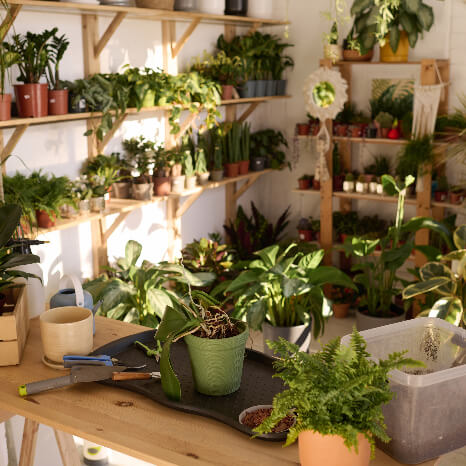 Plante du Fleuriste