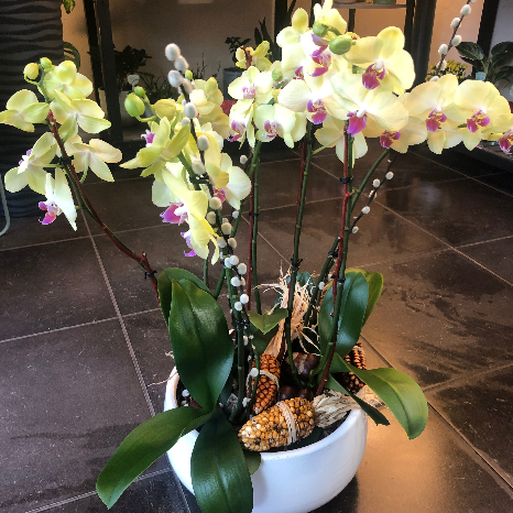 orchidée phalaenopsis