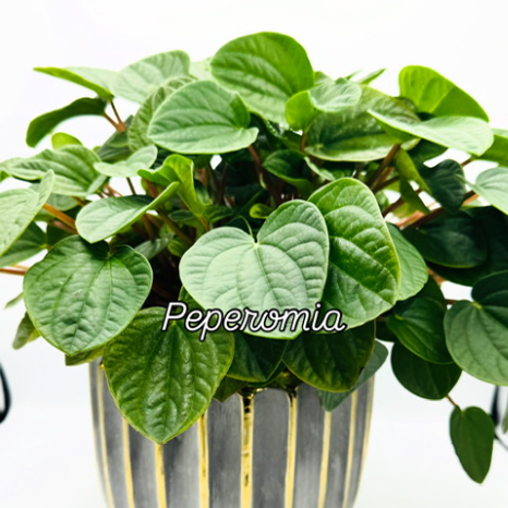 peperomia