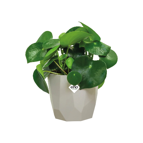 Plante 01