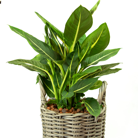 Plantes d'intérieur