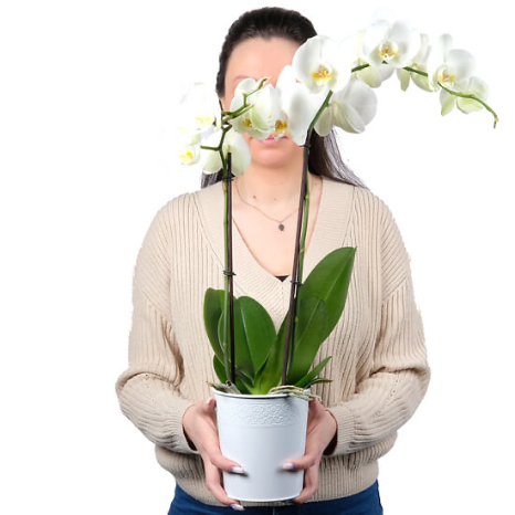 Orchidée blanche Phalaenopsis