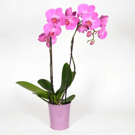 Orchidée papillon