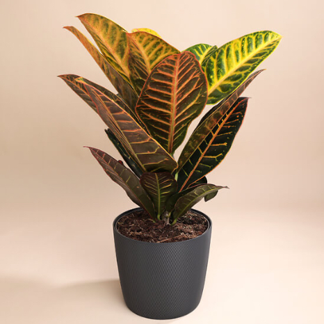 Tropical glow et cache-pot