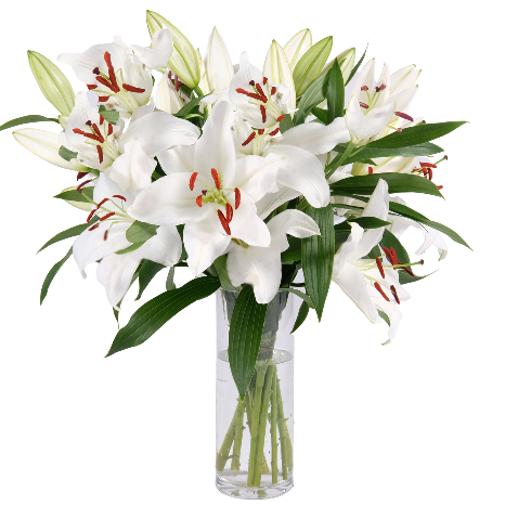 Lys Blancs