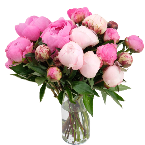 Adorables pivoines