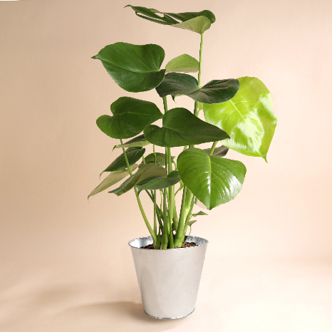 Monstera