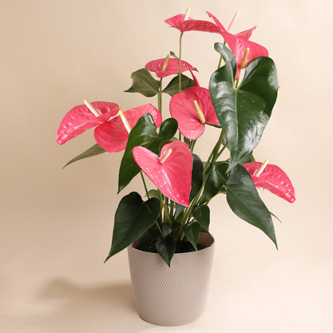 Anthurium rose