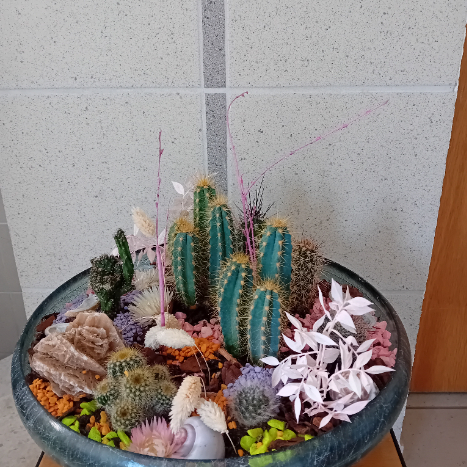 Cactus