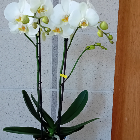 Orchidée 