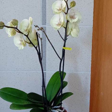 Orchidée 
