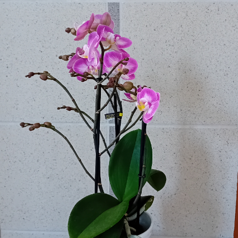 Orchidée  