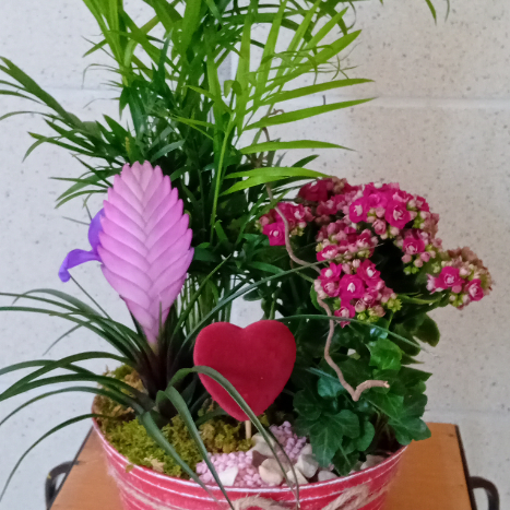 Terrine  de plantes  intérieur  