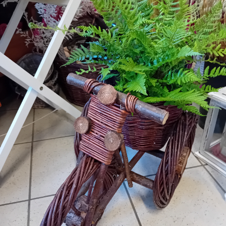 Terrine  de plantes 